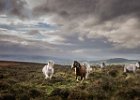 Malvern Ponies by Erica Oram